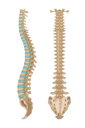 Human spine anatomy in two projections. Intervertebral discs. 3d rendering. Vector illustration.