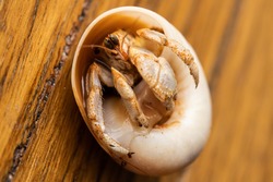 An Australian Land Hermit Crab (Coenobita variabilis) lying on its back in a curved shell with a wooden back ground