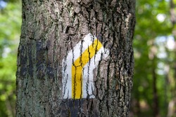 The trail mark painted on the tree in the beautiful mountain forest.