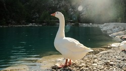 goose swims in mountain park
white goose isolated on turquoise background