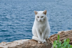 White street cat on the background of the blue sea