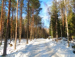 A snowy, winter forest trail in Finland.