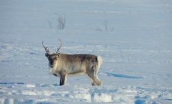 A reindeer in the Norwegian Arctic Circle.