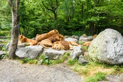 Lion King is sleeping in the wildlife park with other lions.