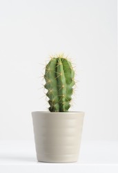 cactus on white