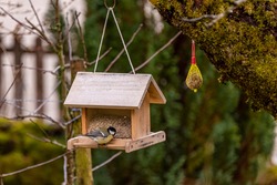 wooden seeds house full of grains, hanging from a tree with birds feeding from it