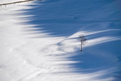single leafless tree in the middle of an empty snow field, with sunlight and shadows