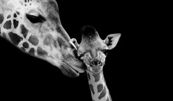 Mom And Baby Giraffe Face Black Background