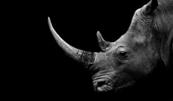 Dangerous Big Horn Rhino Face