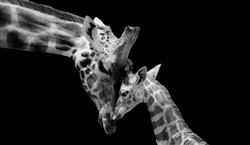 Cute Little Baby Giraffe Loving Her Mother 