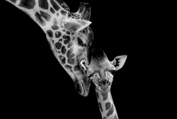 Beautiful Mom And Baby Giraffe Playing