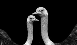 Big Ostrich Birds Closeup On Dark Background