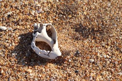 Broken conch shell on shell covered sandy beach in Florida