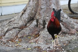 Wild rooster on street in Key West, Florida