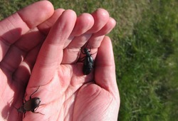 Close up of black beetles crawling over fingers and palm of male pair of hands showing fingers and thumb with grass background outdoors in sunshine 
