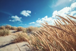 Dune grass at the beach of Skagen northern Denmark