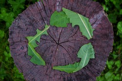 The recycling symbol made from green leaves. The symbol for recycling, circular economy, and sustainable activities. Dandelion leaves on wooden stamp with green background.