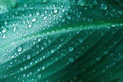 close up water of rain drop on dark green leave garden forest nature textured background