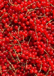 Red currant berries. Background texture of the red currants. Summer bright berries. flat lay with berries. 