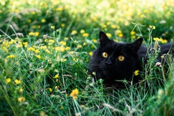 A black cat sits in the grass with yellow flowers. postcard for the international cat day. place to insert text.