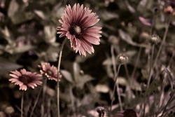 Picture of an Indian blanket flower with sepia effects