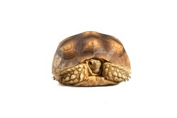 Turtle shrinking its head or turtle isolated on white background with clipping path