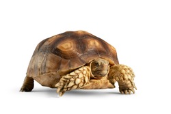 Turtle (Centrochelys sulcata) isolated on white background with clipping path. Turtle shrinking its head