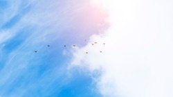 Swarm of birds on the beautiful sky with clouds. beautiful birds flying in the sky
