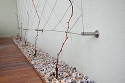 metal trellises made of interconnected stainless steel cables attached to the wall of the house grow and wrap the vine. column tunnel. detail of mesh clamps, grip, holder, agriculture
