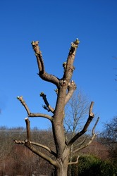 the willow was stripped of branches and twigs. only the skeleton remained, which again grows with new green shoots. the branches are taken by gardeners on the truck body to the composting plant