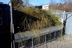 the willow was stripped of branches and twigs. only the skeleton remained, which again grows with new green shoots. the branches are taken by gardeners on the truck body to the composting plant