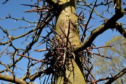 is a deciduous tree, native to North America. It grows to a height of 20-30 m and forms a tree with a sparse, ovoid crown. On the trunk are conspicuous, up to 10 cm long, shiny thorns.