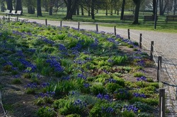 flowerbed with wild flora of blue flower bulbs. the flowerbed lines asphalt cycle path and also beige pedestrian path with benches under the trees. wild low-maintenance flower beds, mulching gravel