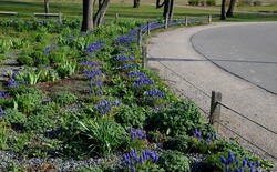 flowerbed with wild flora of blue flower bulbs. the flowerbed lines asphalt cycle path and also beige pedestrian path with benches under the trees. wild low-maintenance flower beds, mulching gravel