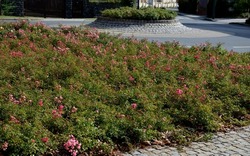 Ground cover roses are characterized by compact low growth. The shoots may be upright at first, but soon spread over the surface and sometimes form longer lying tendrils