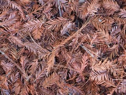 Fallen dried pine cones and pines leaves on the ground in winter time for nature background or Christmas backdrop. Close up and selective focus 