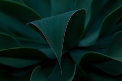 Closeup detail of agave attenuata plant leaves details texture. abstract natural pattern background, dark green toned. Well-focused leaf with blurred background shaped like lines.Dark and moody feel.