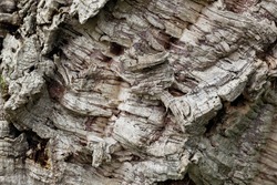 Closeup bark of a cork oak texture. Organic texture of the trunk of the cork oak in a natural environment, daylight. Pure, ecologic and longevity concept.  Natural layered texture. Wood.