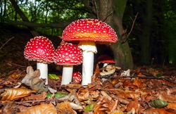 Fly agaric in the autumn forest