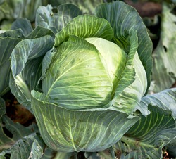 fresh green cabbage in the farm field