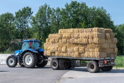 Blue tractor with old farm wagon with flat rectangular straw bales stacked in a livestock farming in the Netherlands.