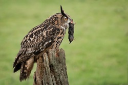 A eurasian eagle owl profile image with a mole in its beak perched on an old post in the middle of a field with a natural green background