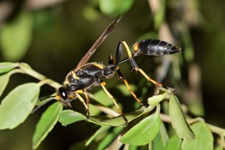 Black and Yellow Mud Dauber wasp (Sceliphron caementarium) in tree foliage, side view macro image. Parasitoid wasp that builds nests from mud. Found in several countries around the world.