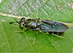 Black Soldier fly resting on a green leaf in Houston, TX. Widespread species found throughout the world they are considered beneficial insects helping in decomposition of organic substrates.