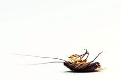 American Cockroach lying dead on its back isolated on a plain white background with copy space, macro ventral view.