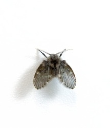 household drain fly, Clogmia albipunctata, bathroom moth midge, bathroom moth on white background