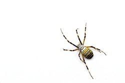 A big spider, Argiope bruennichi, wasp spider, is a species of orb-web spide isolated on white background