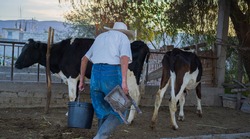 Elderly cowboy walking towards the cows with a bucket and a chair in his hand.