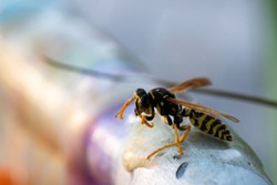 Close up of a yellow jacket cleaning itself off