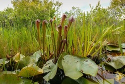 Sturdy plant of Sarracenia minor var. okefenokeensis, the hooded pitcher plant, natural habitat, Georgia, USA
